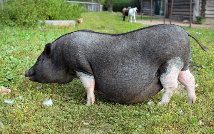 Black and white pregnant pig on free range farm. Pregnant Pot-bellied pig, animal living on the farm