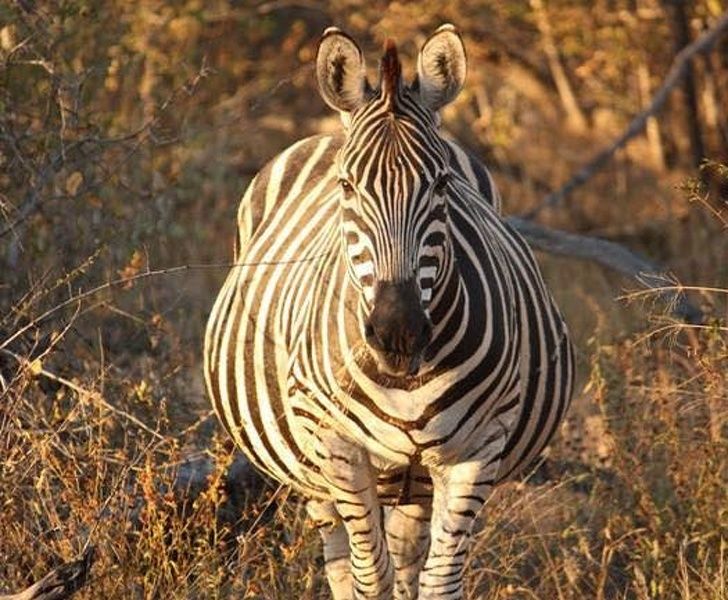 Zebra