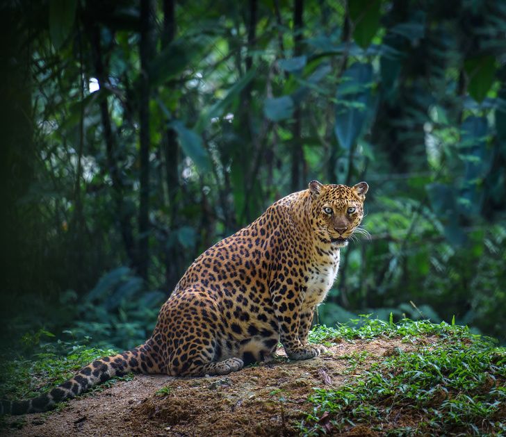 Pregnant jaguar female looks at camera with forest in the background