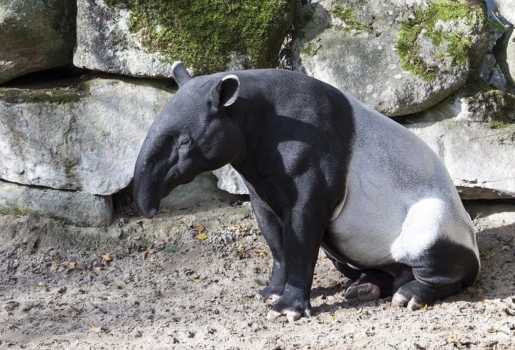 Termasuk Hewan Pemalu Tapir Memiliki Cara Berkomunikasi Yang Unik