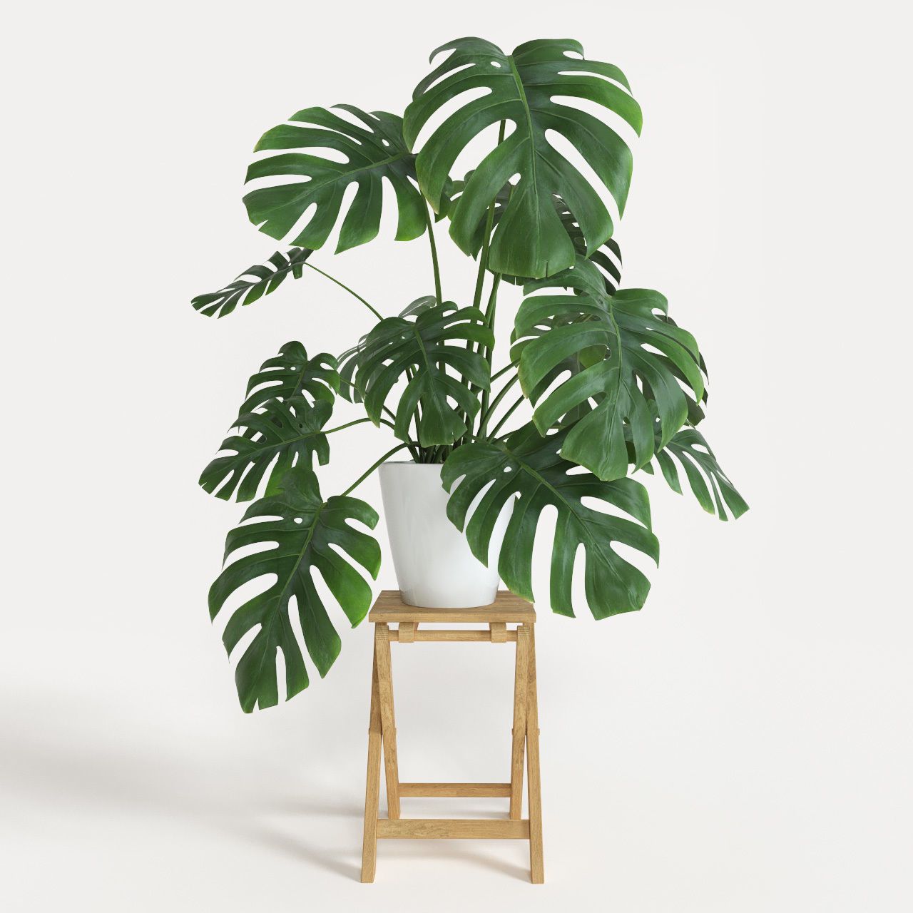 Monstera