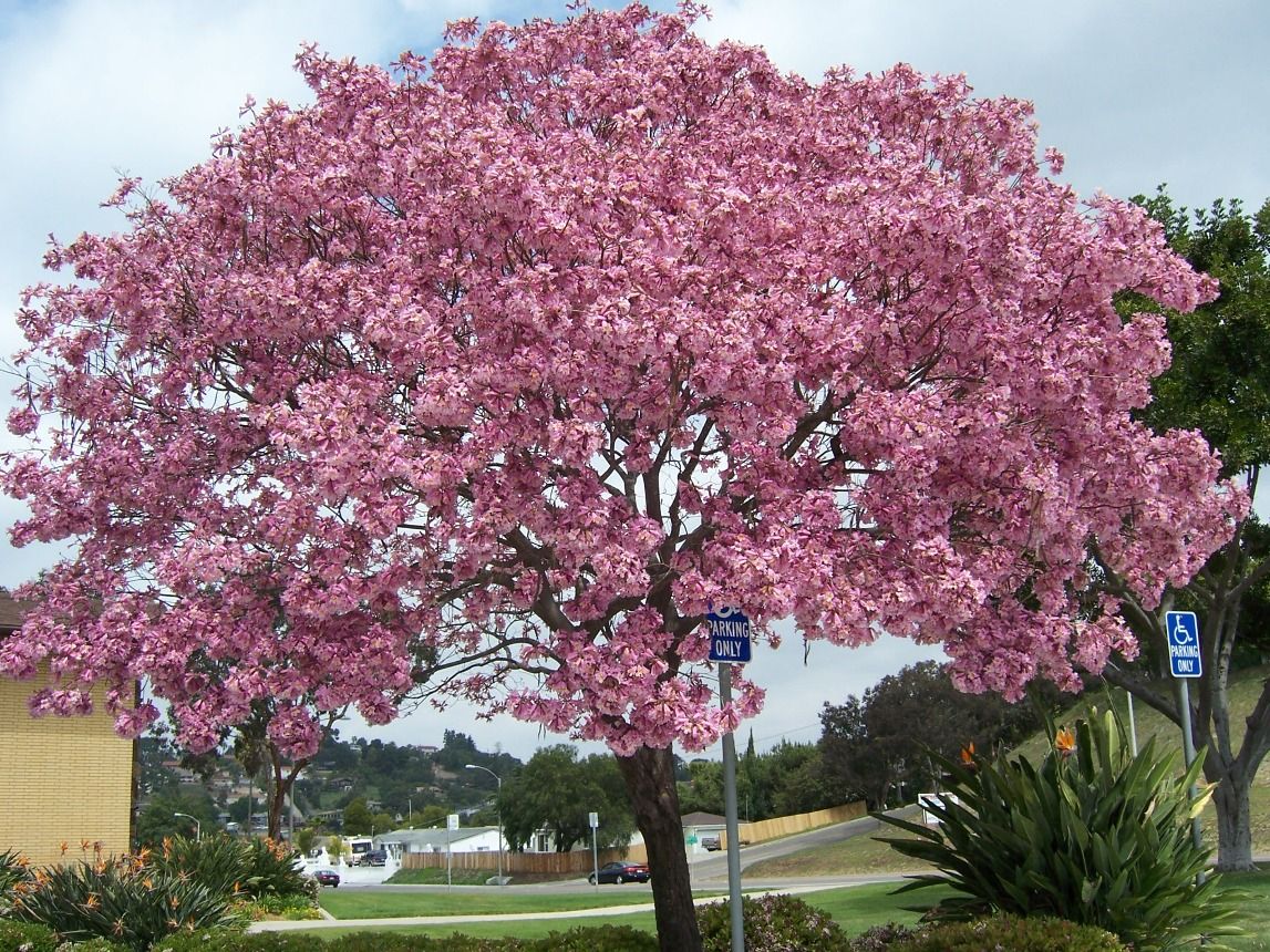pohon tabebuya | dok. tamantropis.com