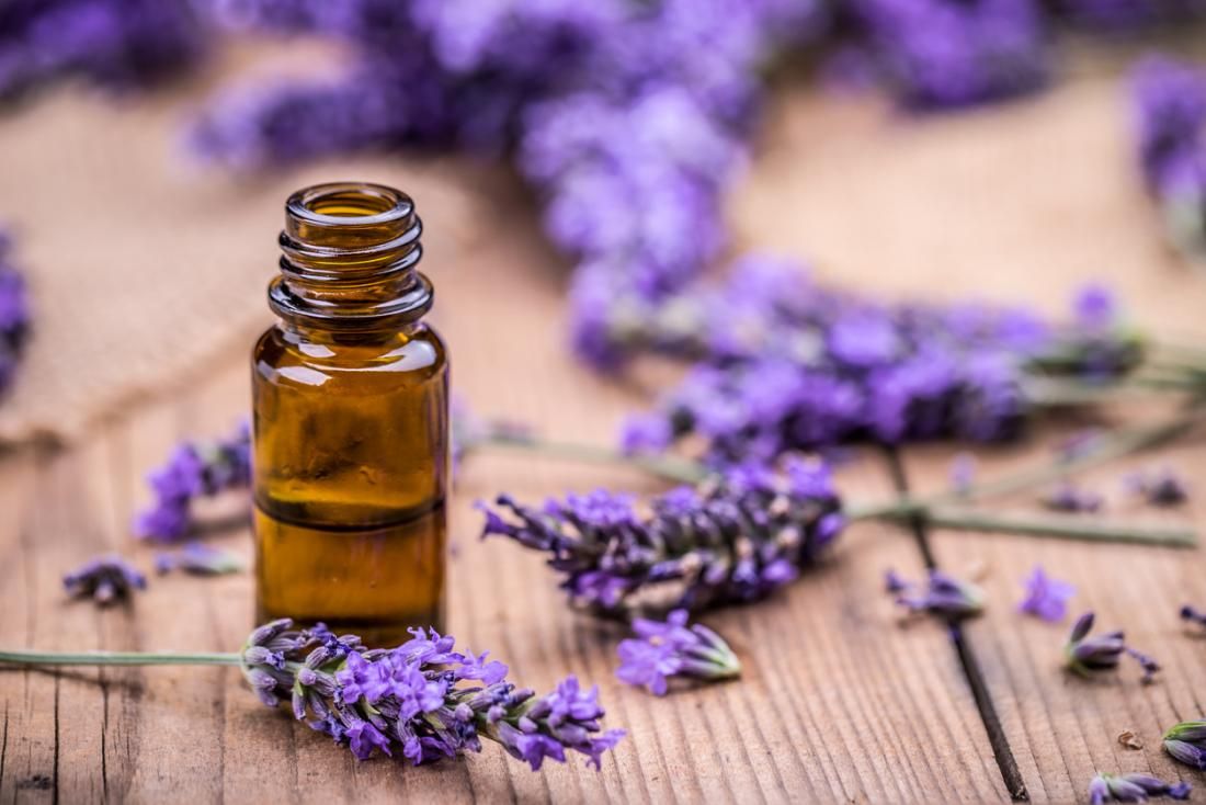 Aroma wangi lavender sangat tidak disukai kecoak.