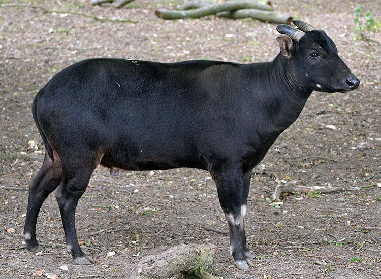 Anoa Hewan Endemik Asli Sulawesi Yang Mirip Sekali Dengan Kerbau