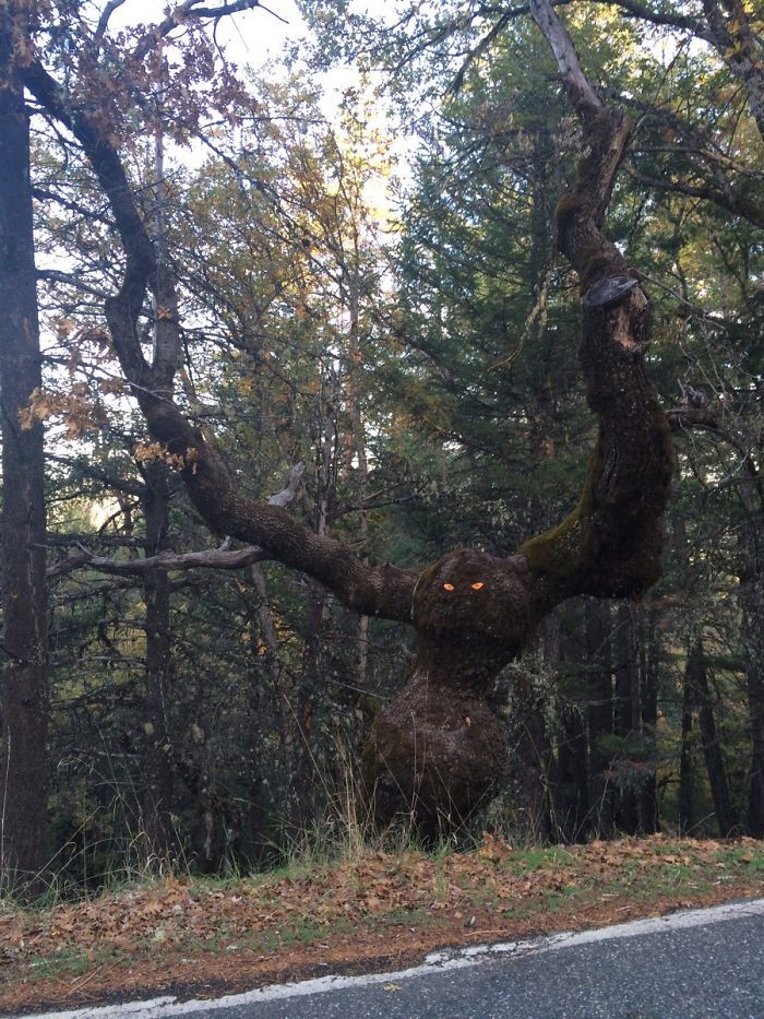 Pohon dengan bentuk aneh yang bisa bikin parno