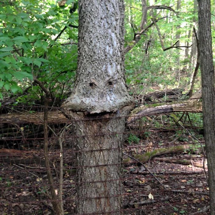 Pohon dengan bentuk aneh yang bisa bikin parno