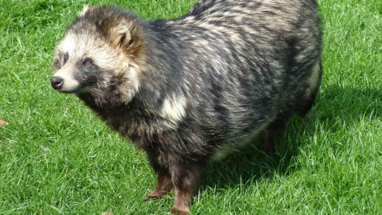 Hewan Nasional dari Berbagai Negara di Dunia, Dari Indonesia Apa Hayo