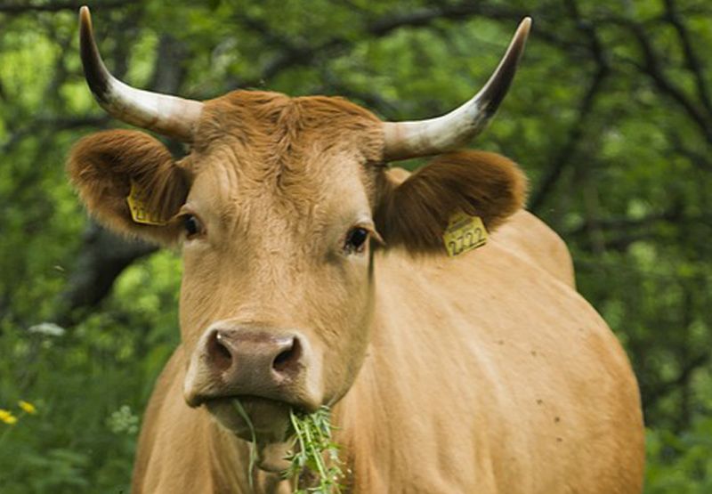 Mengapa Mulut Sapi Dan Kambing Selalu Terlihat Mengunyah Padahal