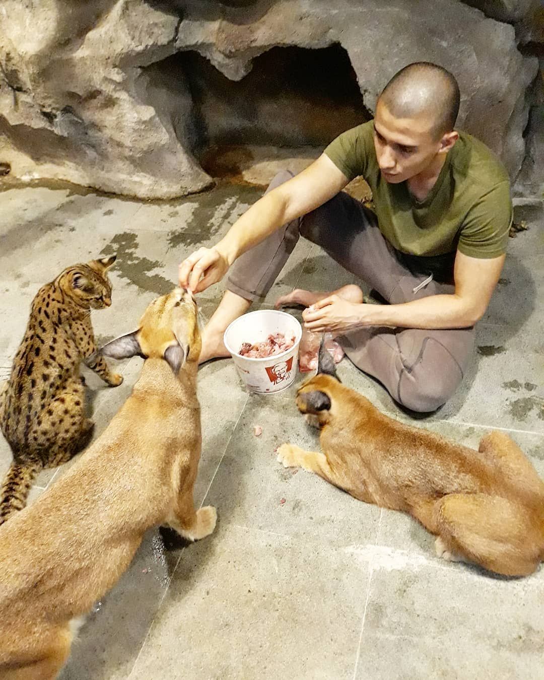 Fardhan memberi makan kucing-kucingnya dengan daging ayam segar