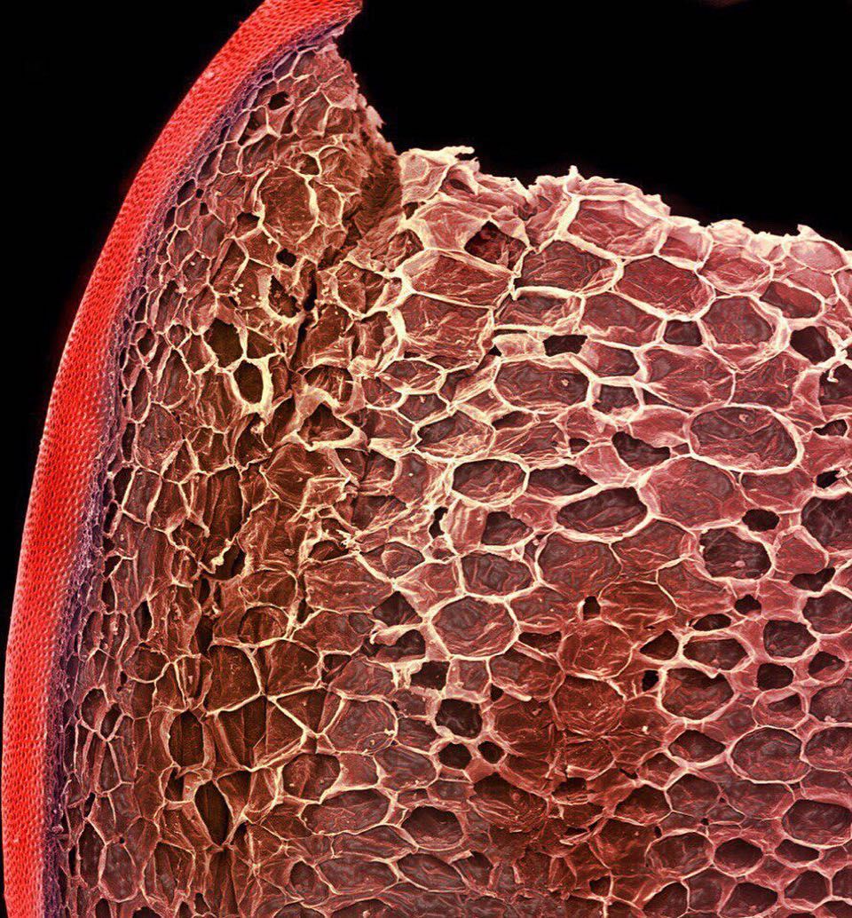 Gambar tomat dari mikroskop