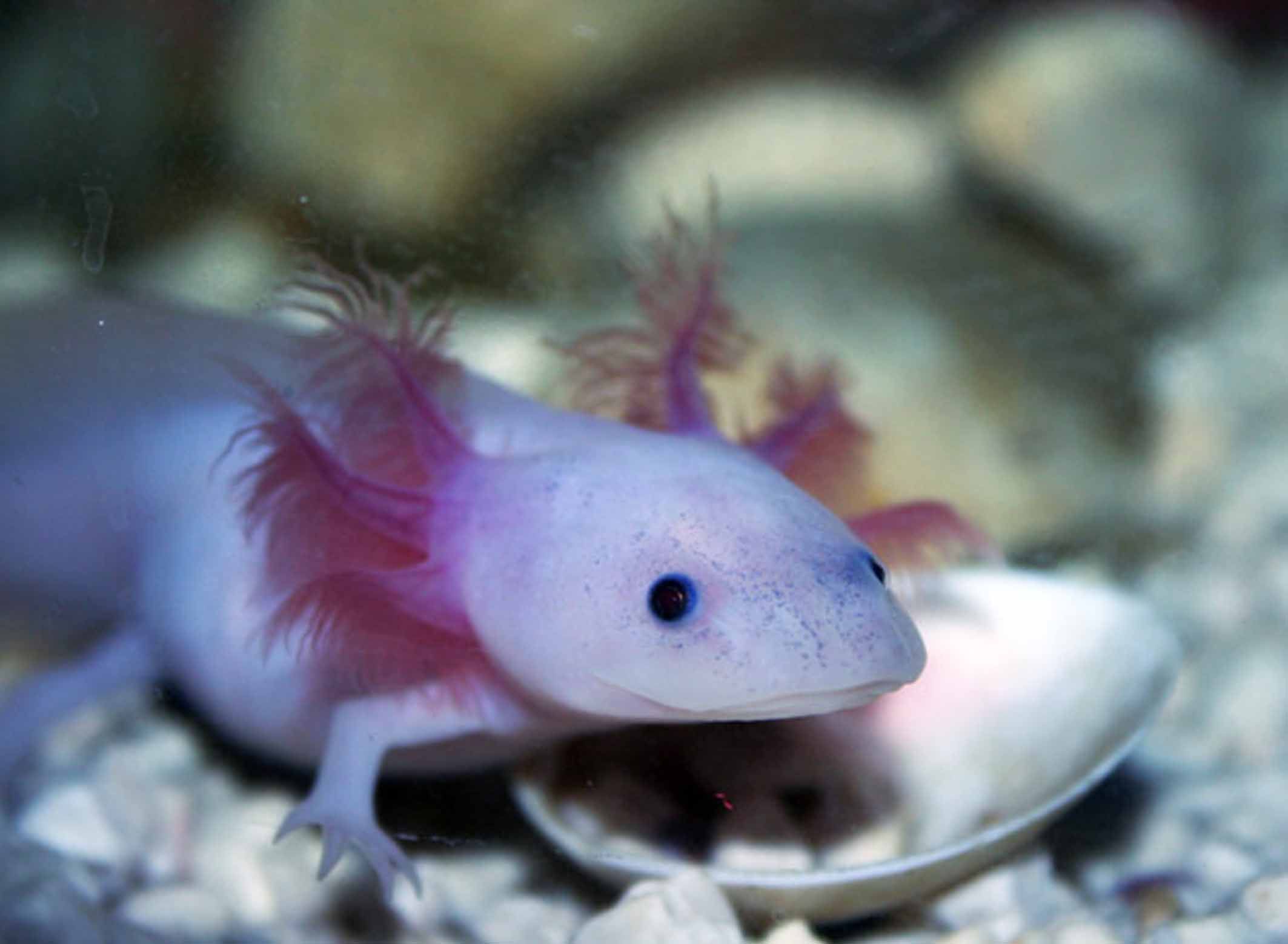 Keren Hewan Ini Bisa Menumbuhkan Bagian Tubuhnya Yang Hilang