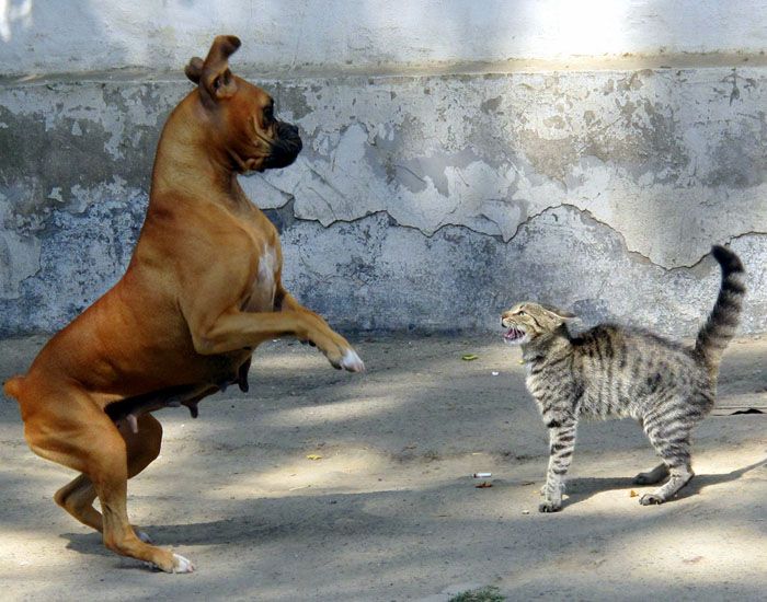 Benarkah Kucing Dan Anjing Sering Berkelahi Seperti Kata Peribahasa Semua Halaman Bobo
