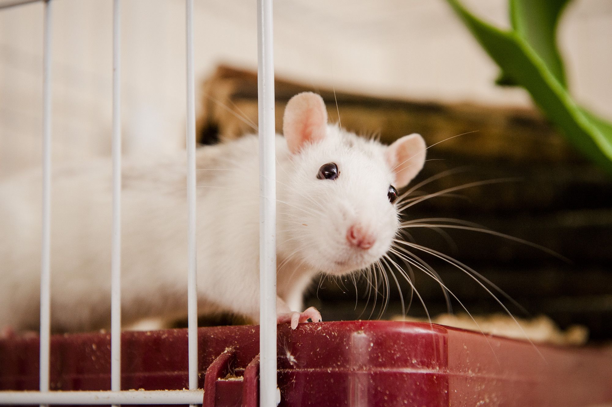 Tikus membuat rumah di mana saja dan kapan saja, seperti juga mereka makan apa pun yang tersedia.