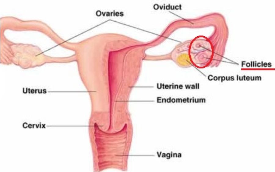 Ovarium menghasilkan hormon estrogen yang berfungsi untuk