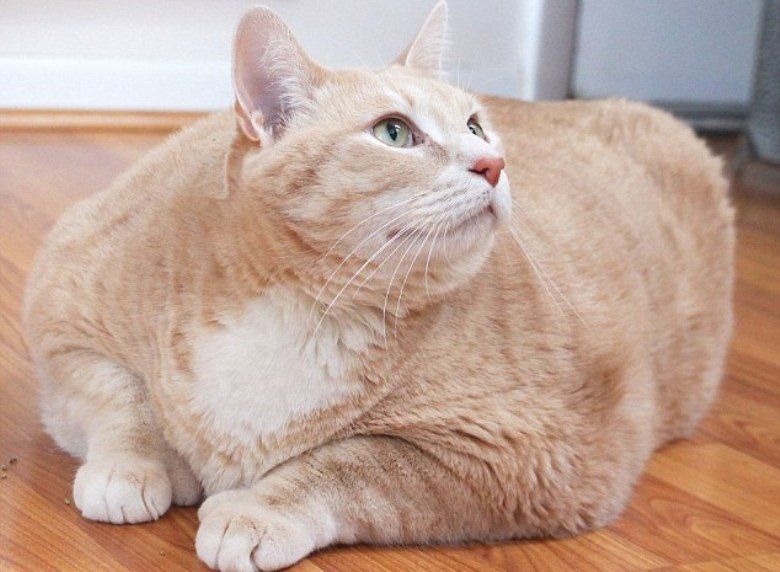 Bronson Kucing Yang Harus Diet Karena Kelebihan Berat Badan