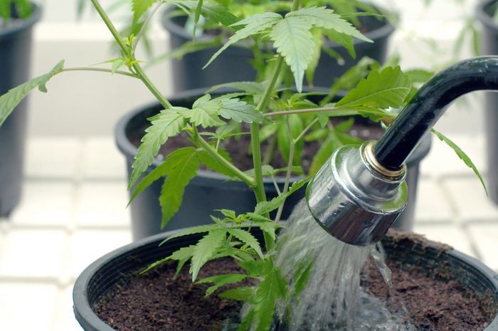 Menyiram Tanaman Di Siang Hari Lebih Baik Kamu Harus Tahu Alasannya