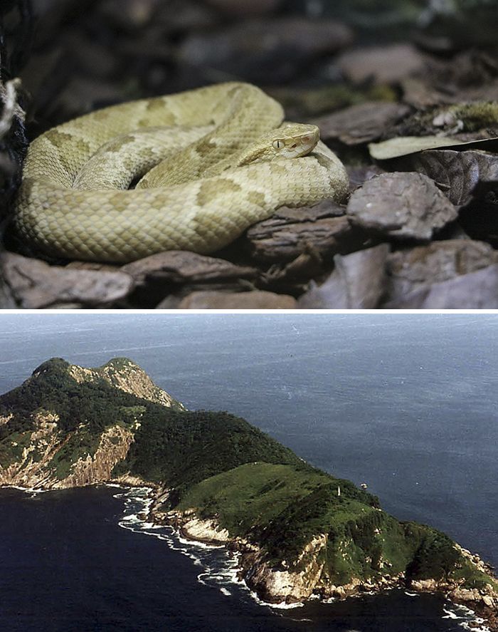 Pulau Ilha da Queimada Grande