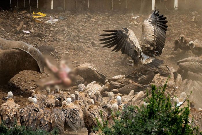 Ritus Pemakaman Langit Membiarkan Mayat Manusia Dimangsa Burung