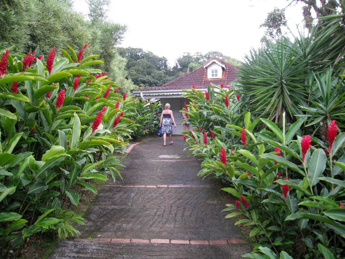 lengkuas merah