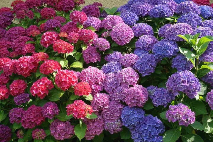 Hydrangea