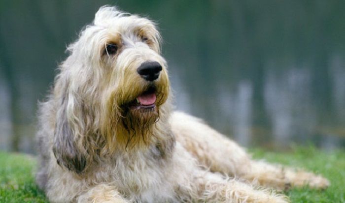 Otterhound