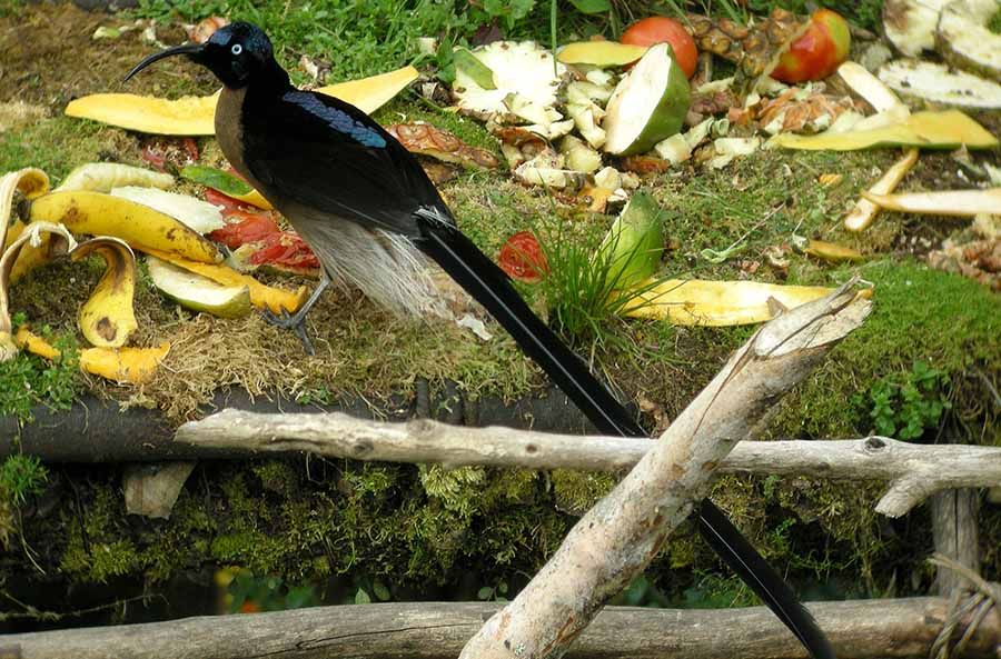 Paruh Sabit Coklat Burung Yang Tak Kalah Indah Dyngan Cendrawasih