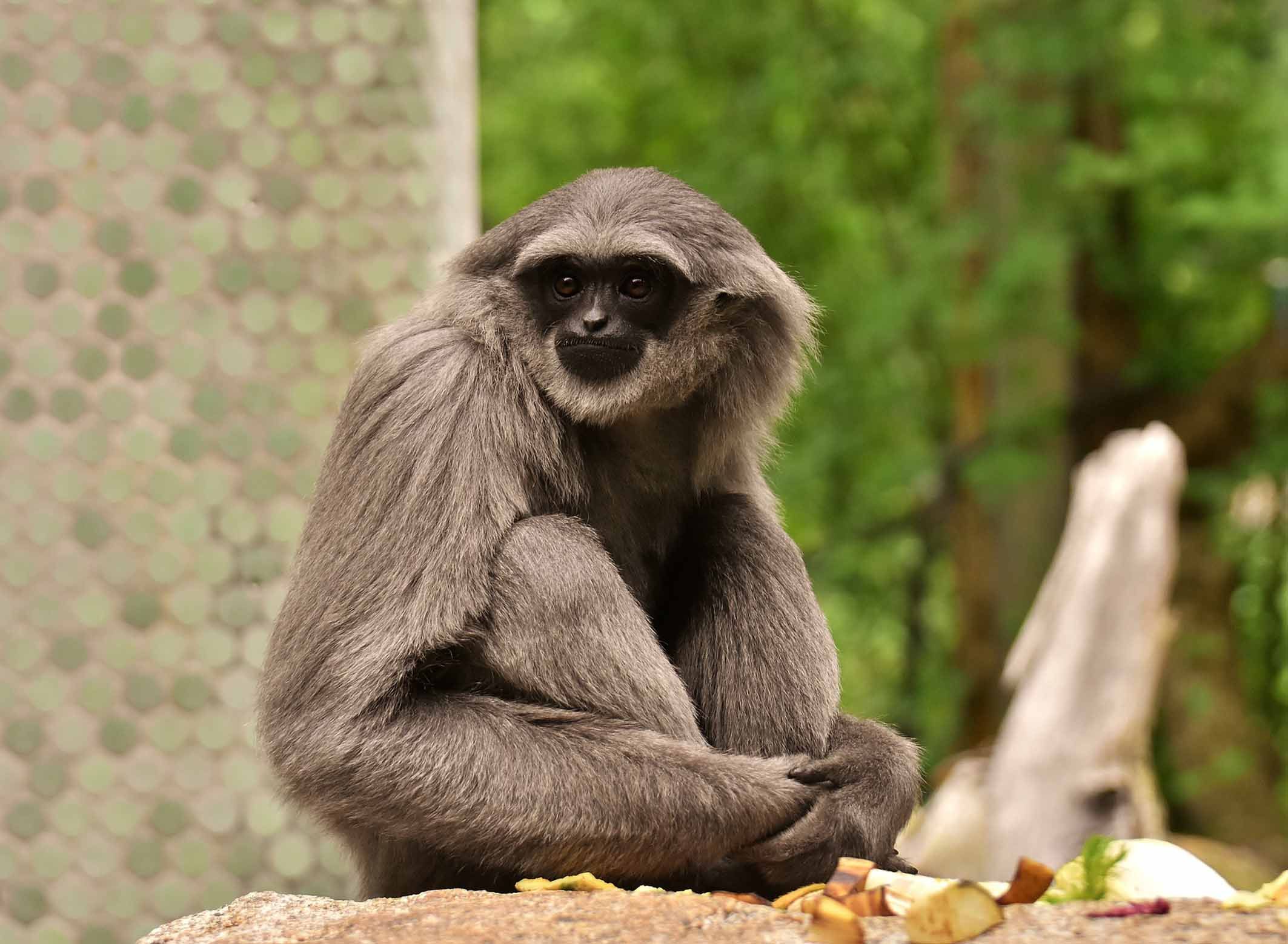 Berkenalan Dengan Owa Jawa Spesies Owa Yang Paling Langka Di