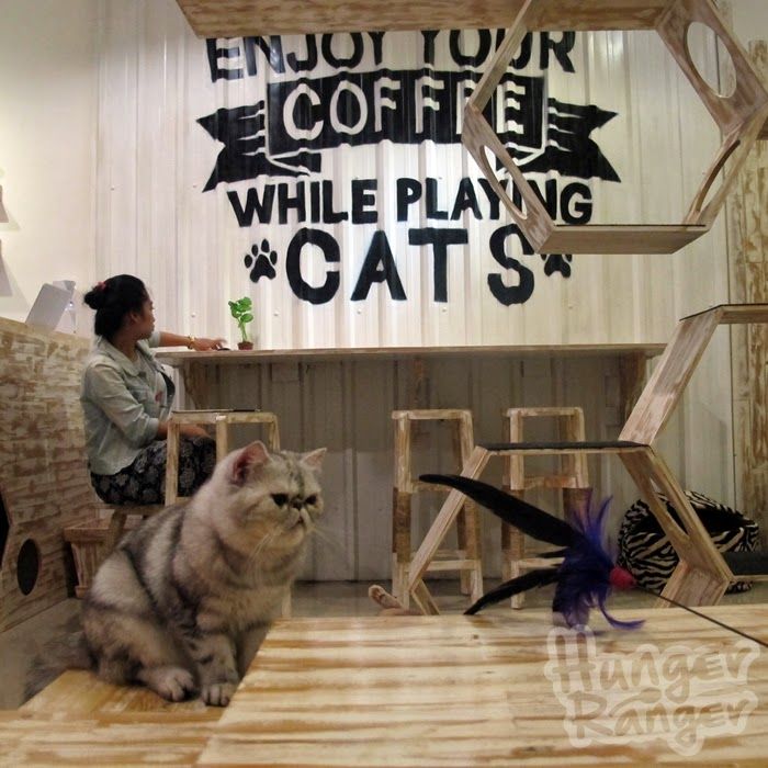 Cat Cafe di Jogja 