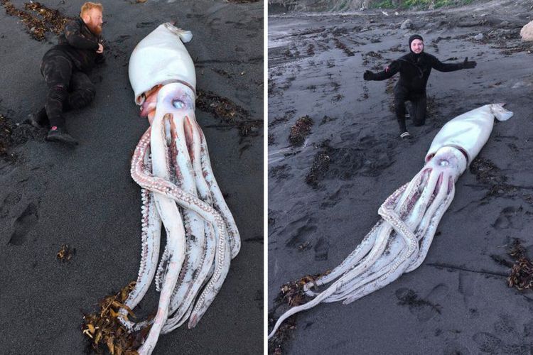 Cumi-cumi raksasa yang berhasil ditemukan para penyelam di Selandia Baru