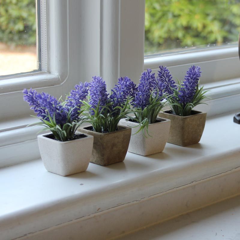 Lavender menjadi tanaman yang bisa meningkatkan kualitas tidur