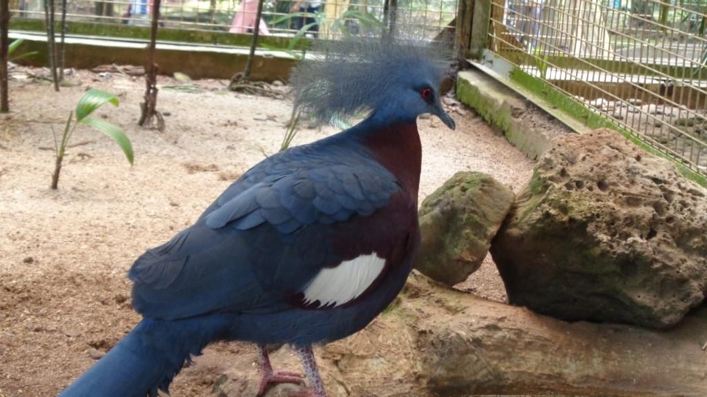 Burung Asal Papua Ini Punya Mahkota Yang Cantik Pernah Lihat