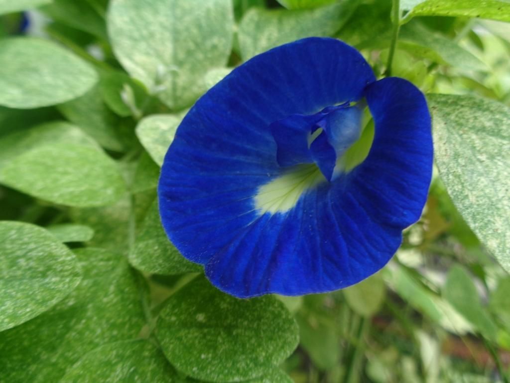 Namanya Telang Bunga Biru Ini Bisa Dijadikan Pewarna Alami Lo Semua Halaman Bobo