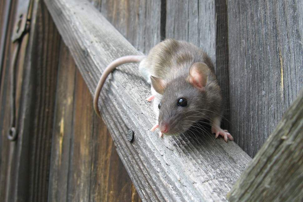 6 Cara Ampuh Mengusir Tikus Di Rumah Pakai Alat Tradisional Yang Aman Semua Halaman Idea 6 Cara Ampuh Mengusir Tikus Di Rumah Pakai Alat Tradisional Yang Aman Semua Halaman Idea