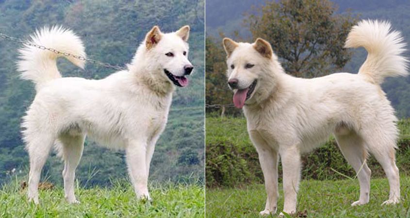 Keren Anjing Kintamani Diakui Oleh Dunia Sebagai Ras Anjing Asli