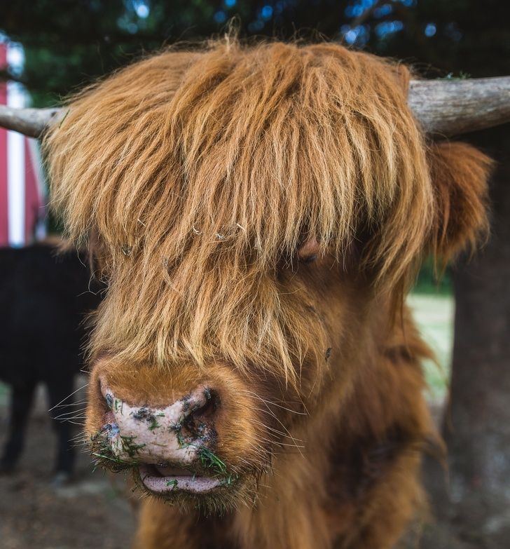 Hewan dengan model rambut unik