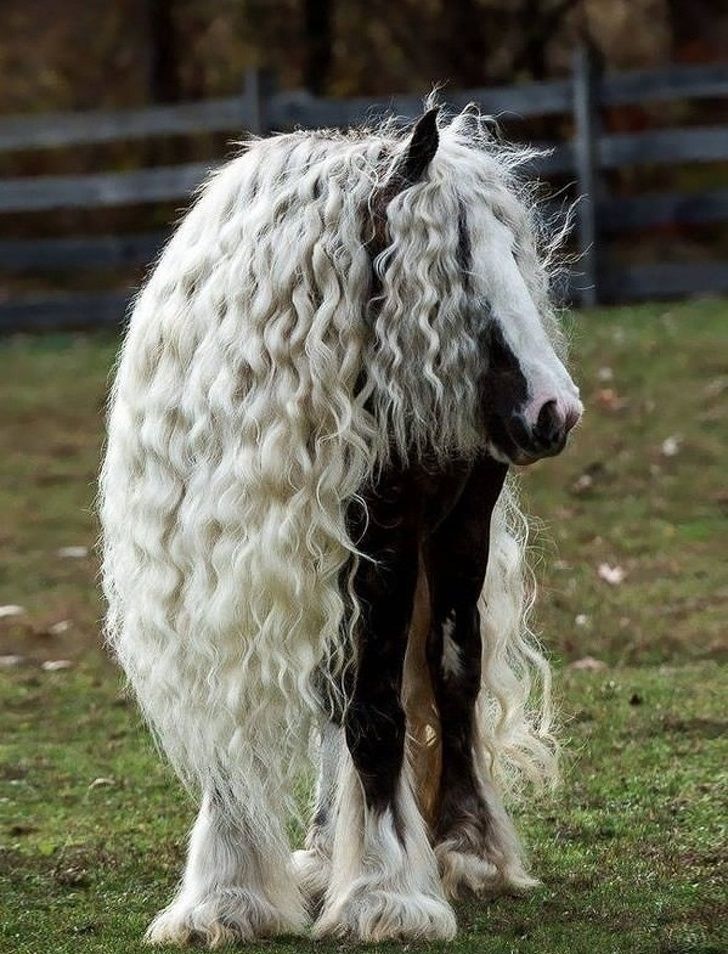 Hewan dengan model rambut unik