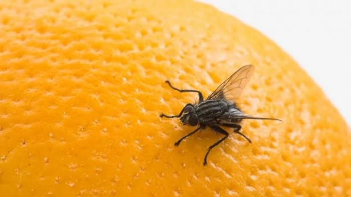 Cara Mengusir Lalat Di Rumah Gunakan Bahan Alami Ini Dijamin Ampuh Semua Halaman Nakita Cara Mengusir Lalat Di Rumah Gunakan Bahan Alami Ini Dijamin Ampuh Semua Halaman Nakita