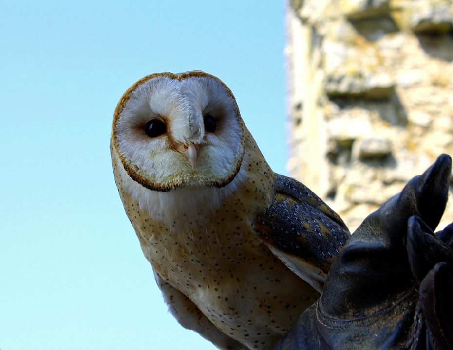 Tyto Alba Burung Hantu Berwajah Lucu Yang Jadi Sahabat Petani