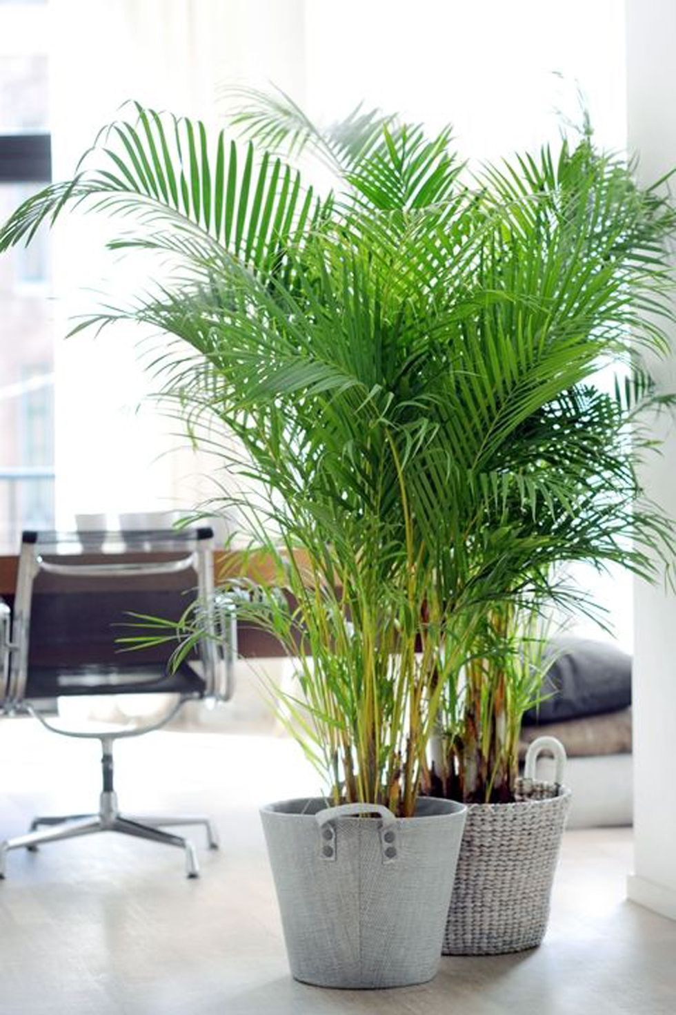 Areca Palm