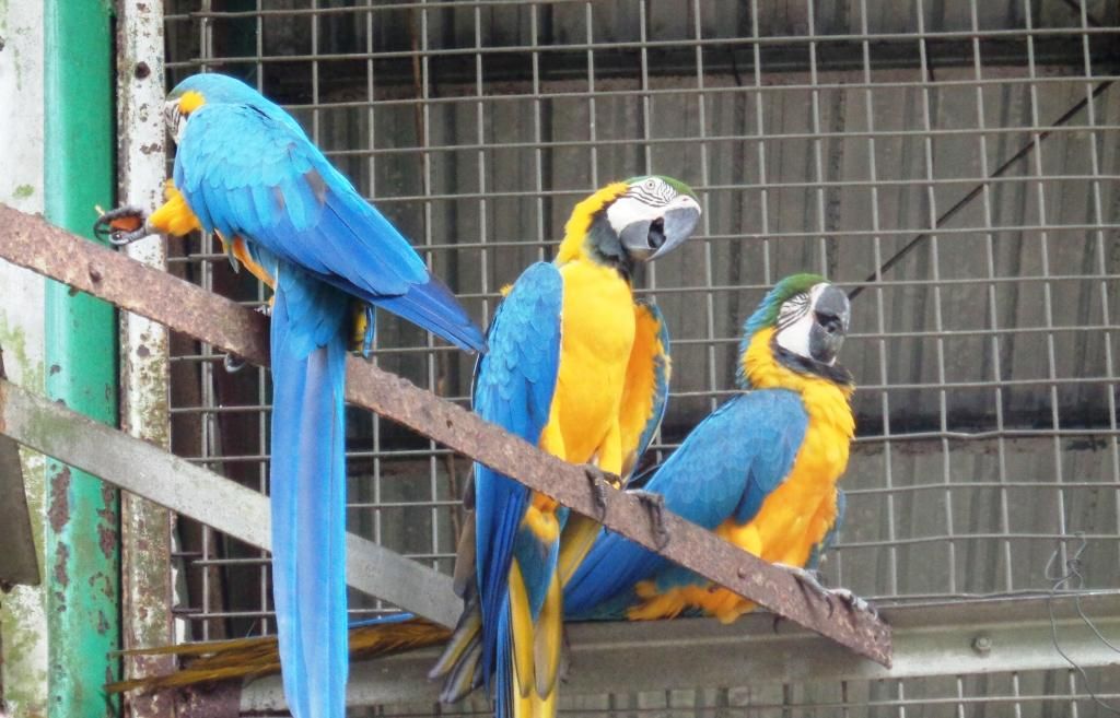 Burung Ara Biru Kuning Yang Berumur Panjang Di Mana Habitatnya