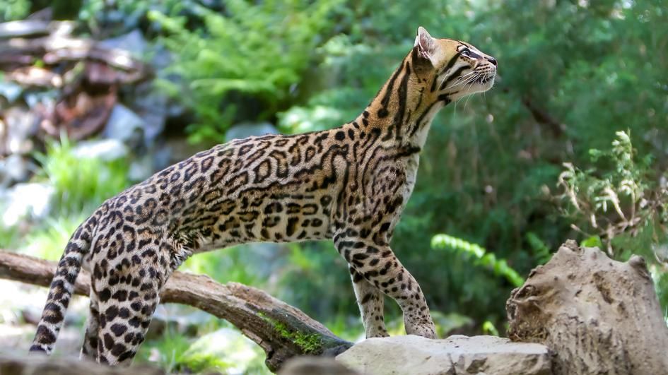 Pernah Lihat Kucing Besar Seperti Lynx Dan Ocelot Ini Ciri