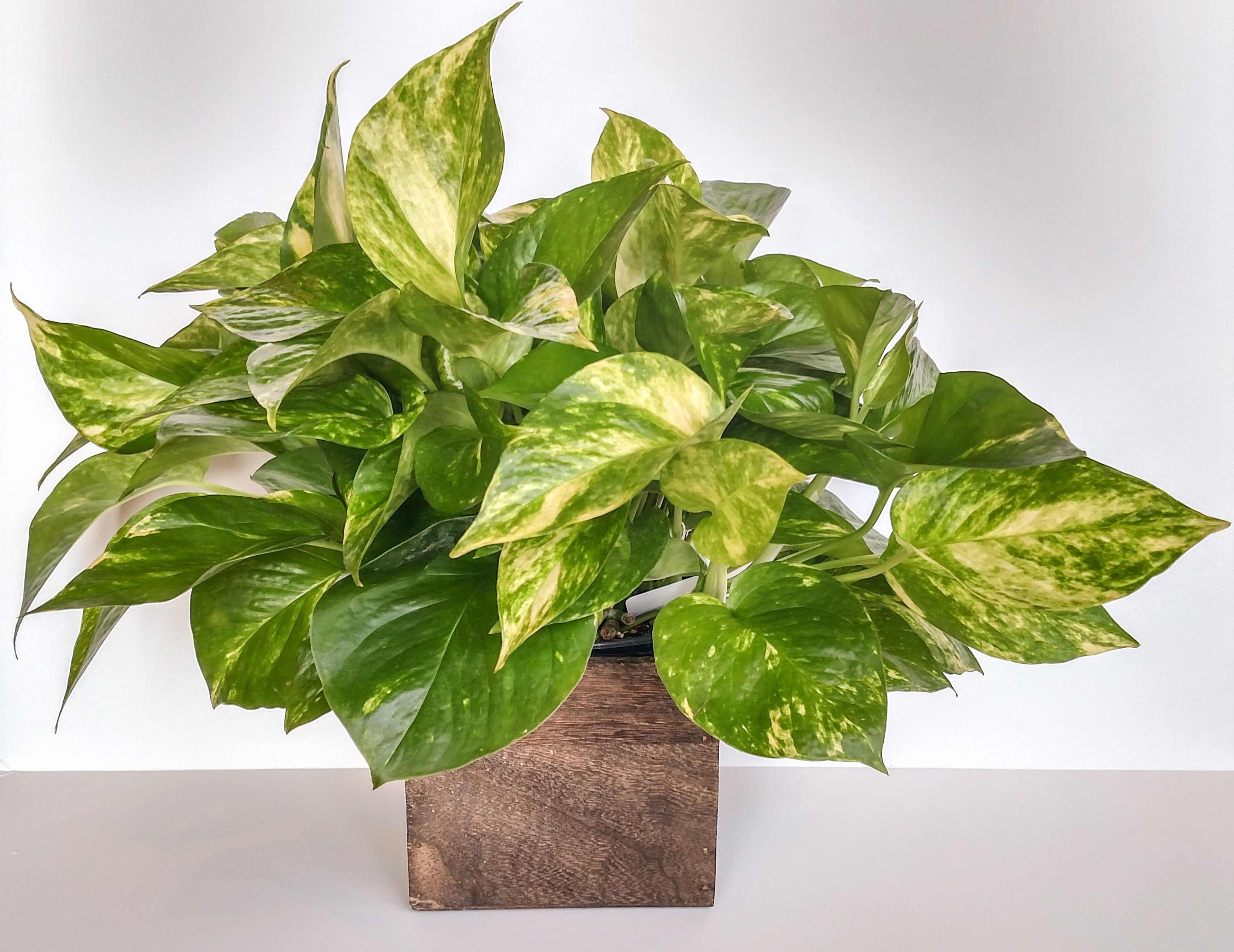 Golden Pothos