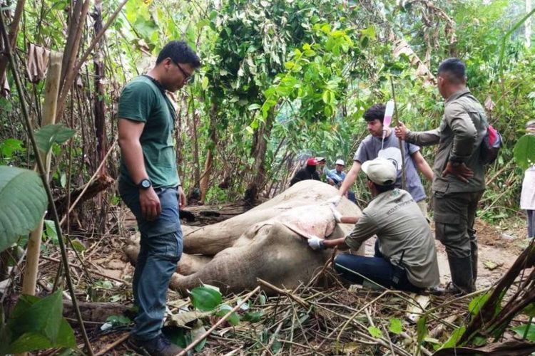 Tim BKSDA Provinsi Aceh mengobati gajah yang terluka di Kecamatan Bireuem Bayeum, Kabupaten Aceh Tim