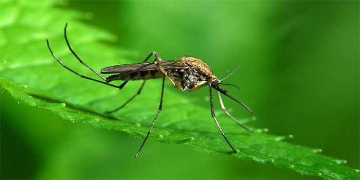 Nyamuk Anopheles Gambiae adalah spesies penular atau vector dari malaria, dan peneliti menemukan car