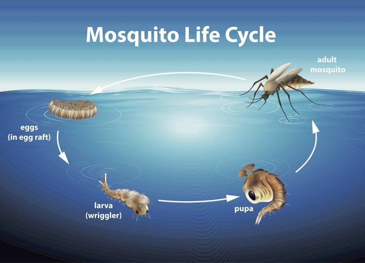 Ilustrasi siklus kehidupan nyamuk