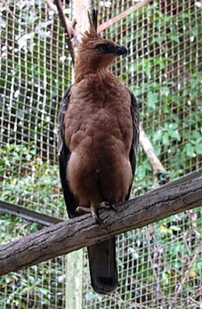Mengenal Burung Garuda Yang Menjadi Lambang Negara Indonesia Semua Halaman Bobo