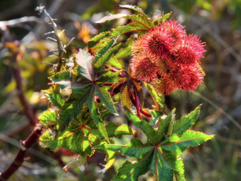 Ricinus Communis atau Jarak