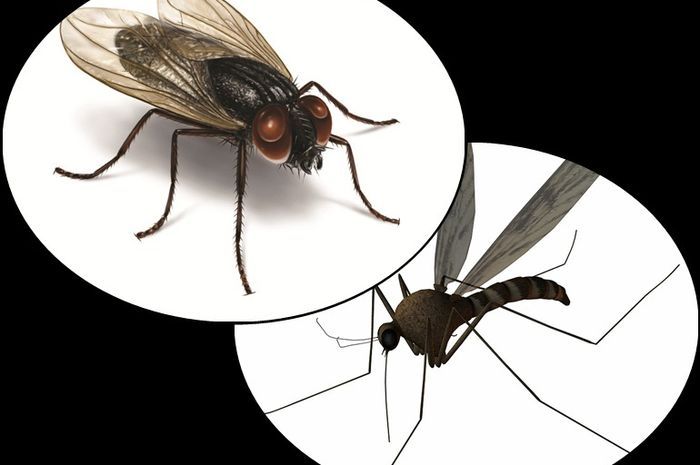 Musim Hujan Rumah Jadi Banyak Serangga Cegah Dan Usir Dengan Cara Ini Semua Halaman Idea Musim Hujan Rumah Jadi Banyak Serangga Cegah Dan Usir Dengan Cara Ini Semua Halaman Idea