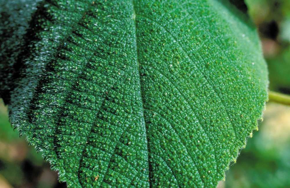 Dendrocnide Moroides atau Gympie Gyimpie