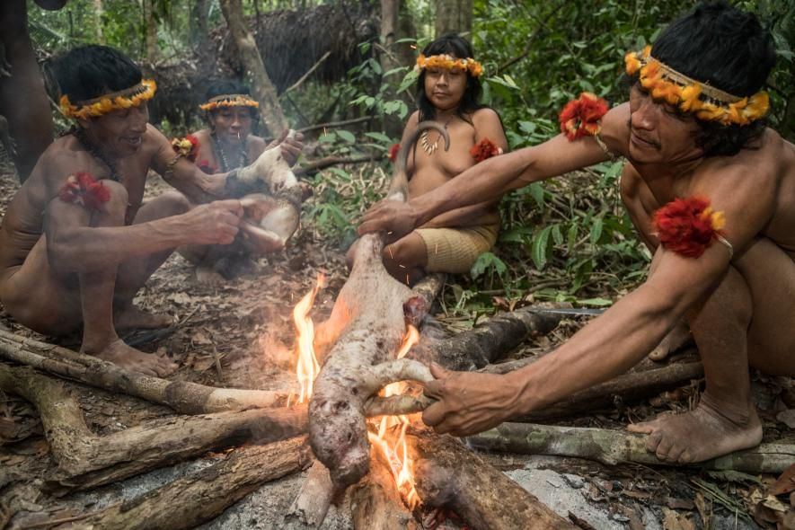 Anggota suku Awa menyiapkan makanan mereka.